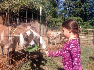 Feeding Goat.jpg